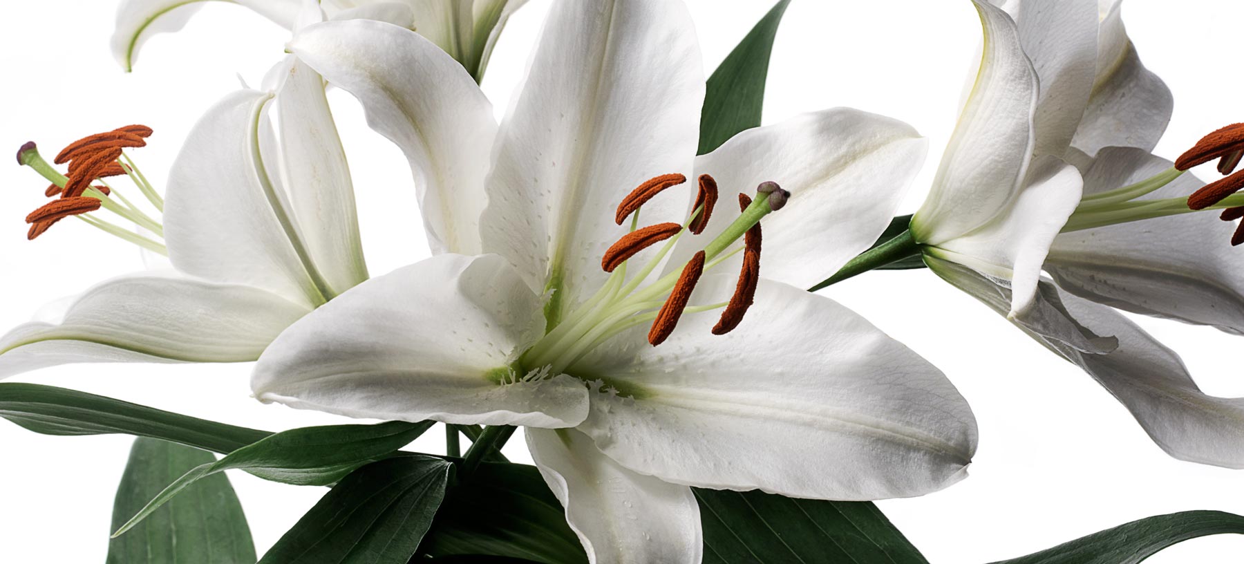 Long-Stem Deluxe Lilies