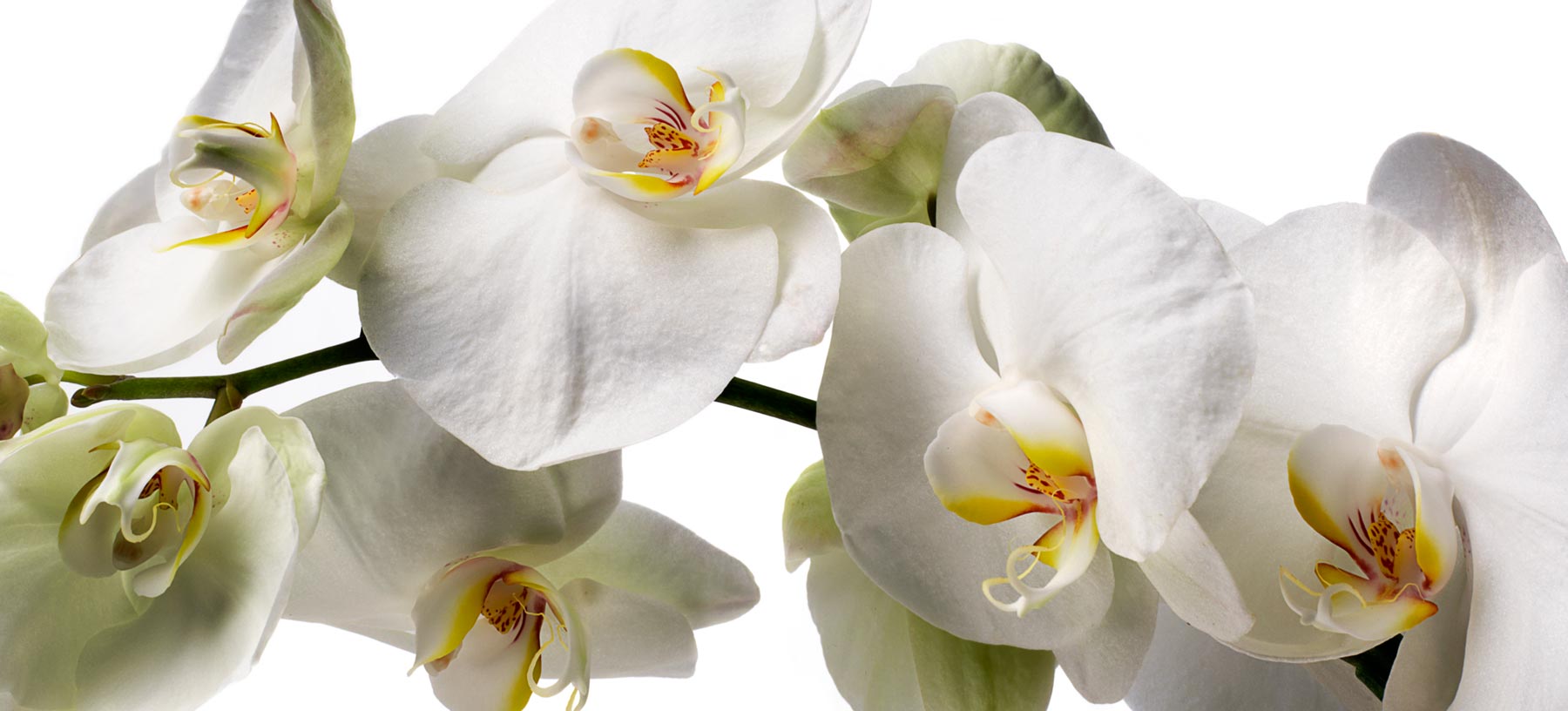 Phalaenopsis Cut Orchids