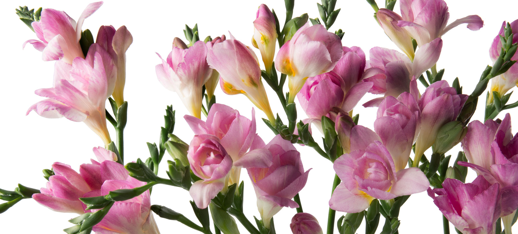 luxury freesia delivery | send luxury freesia flower bouquet