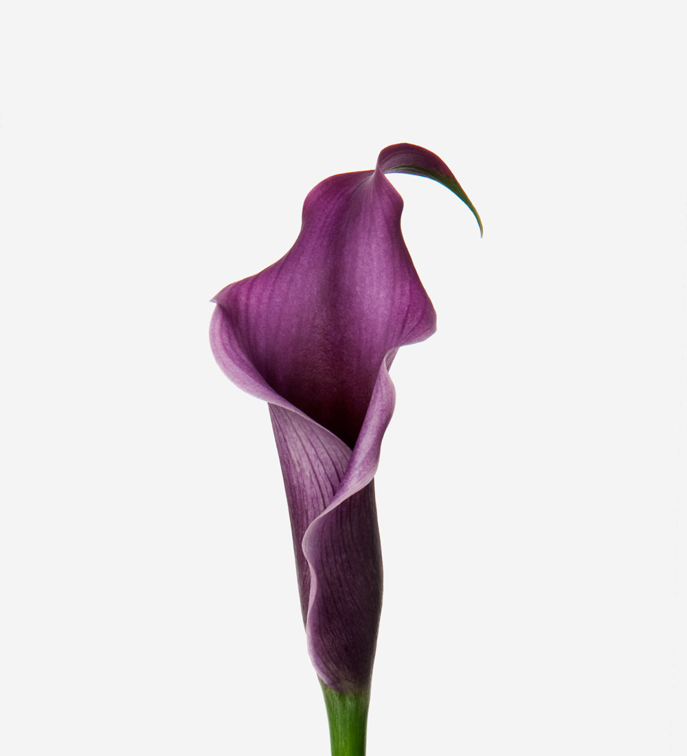 Mauve Calla Lily | Lily Flowers Bouquet | FLOWERBX EU