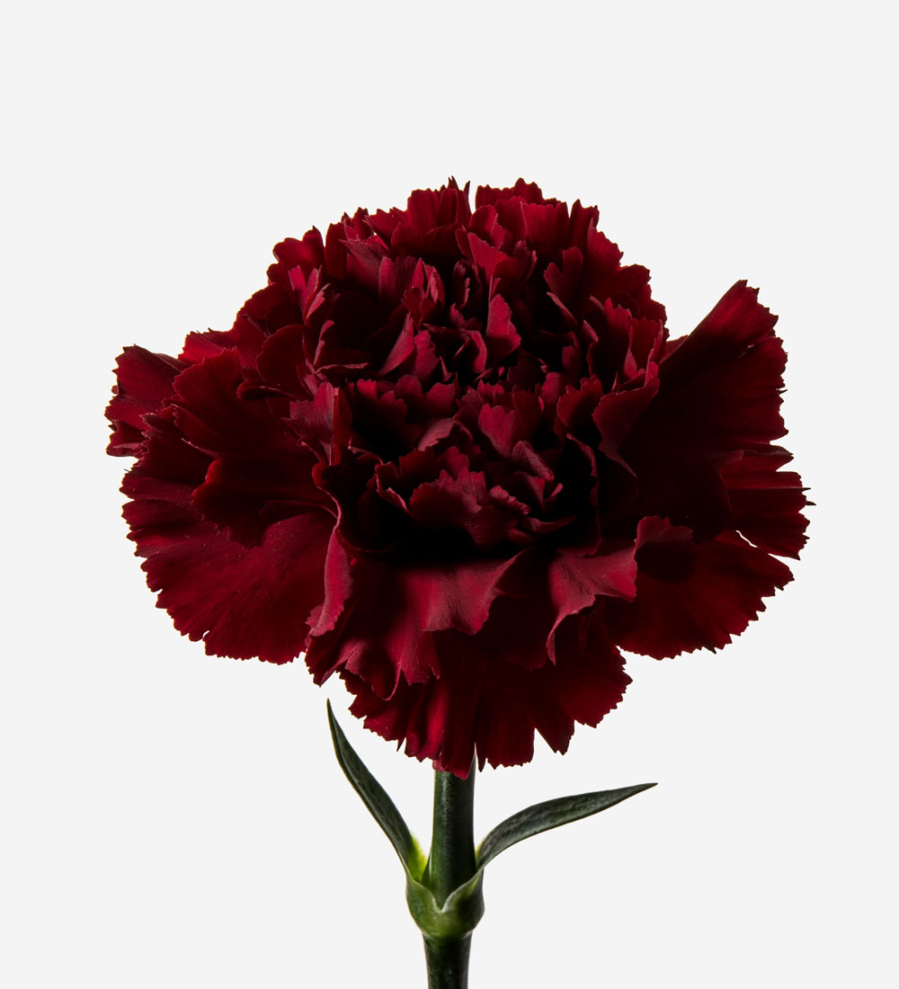 Red Carnation Gift | Flowers | FLOWERBX