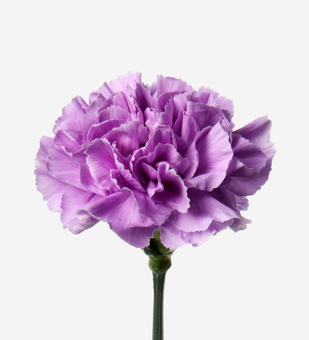 Violet Carnation, Purple Carnation Bouquet