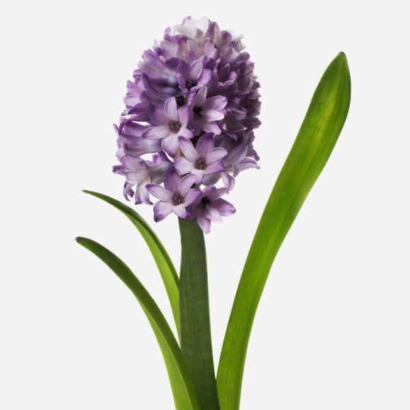 Amethyst Hyacinth | Flowers | FLOWERBX