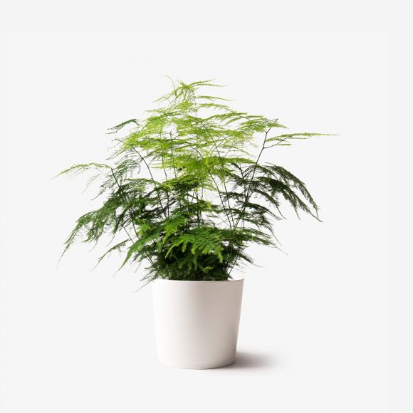 Asparagus Fern Small Potted Plant Plant Delivery Nyc Flowerbx Us,Lemon Drop Shots By The Pitcher