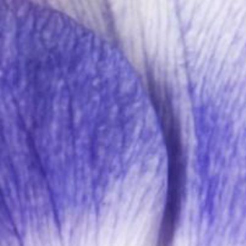 Violet Dusk Anemone 