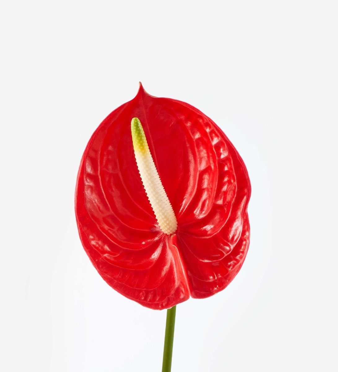Red Stiletto Anthurium