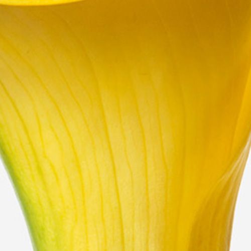 Sunny Side Up Calla Lily 