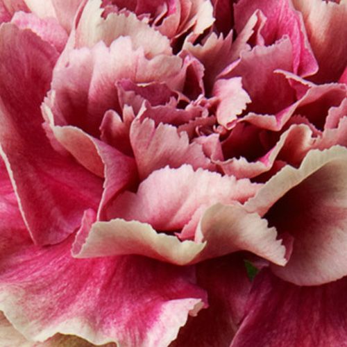 Antique Pink Carnation 