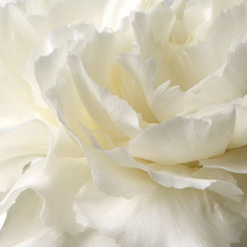 Cotton Puff Carnation 