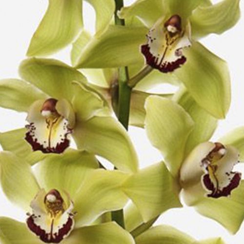 Midori Cymbidium Cut Orchid 