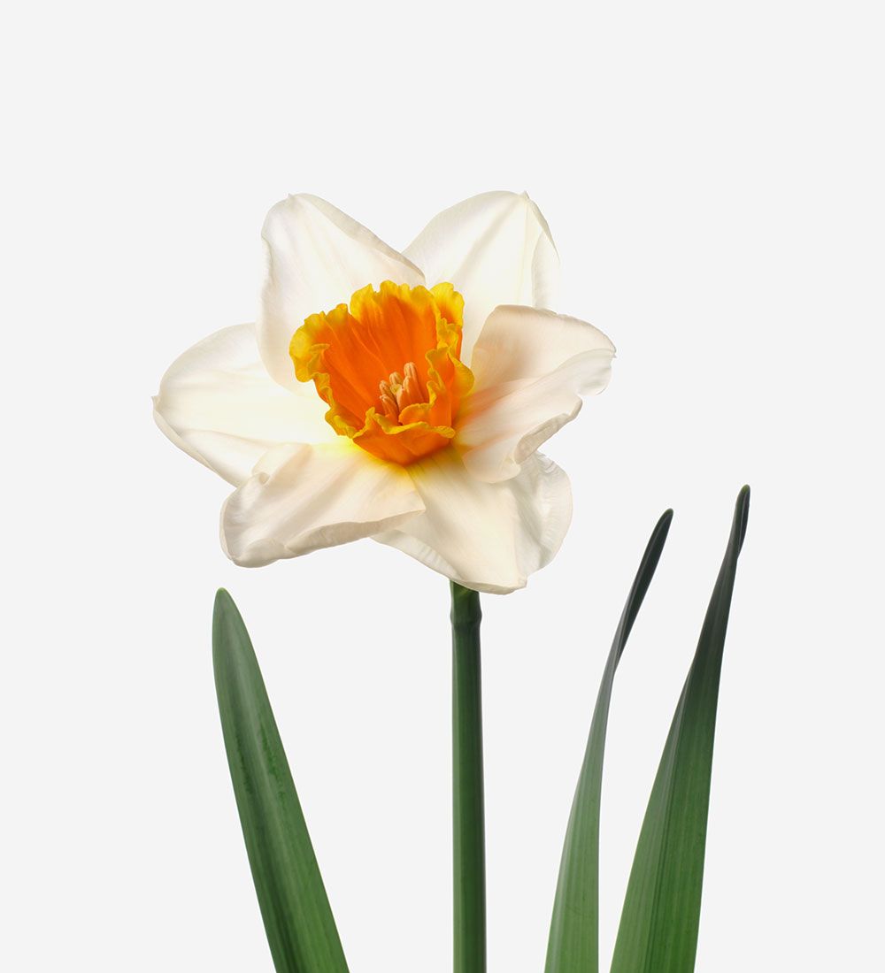 Over Easy Daffodil 