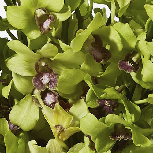 Mojito Dendrobium Cut Orchid