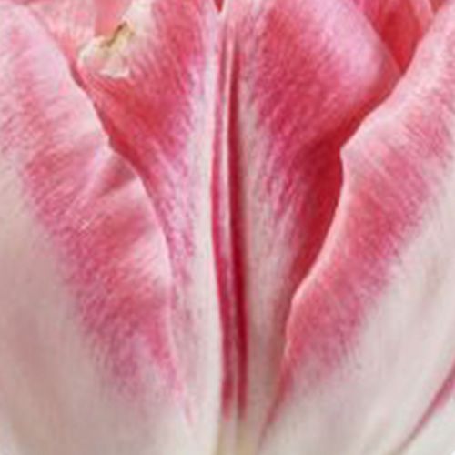 Princess Pink Double Tulip 