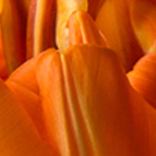 Palomino Double Tulip 
