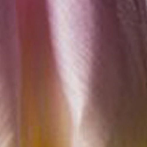 Lilac Lust Dutch Tulip 