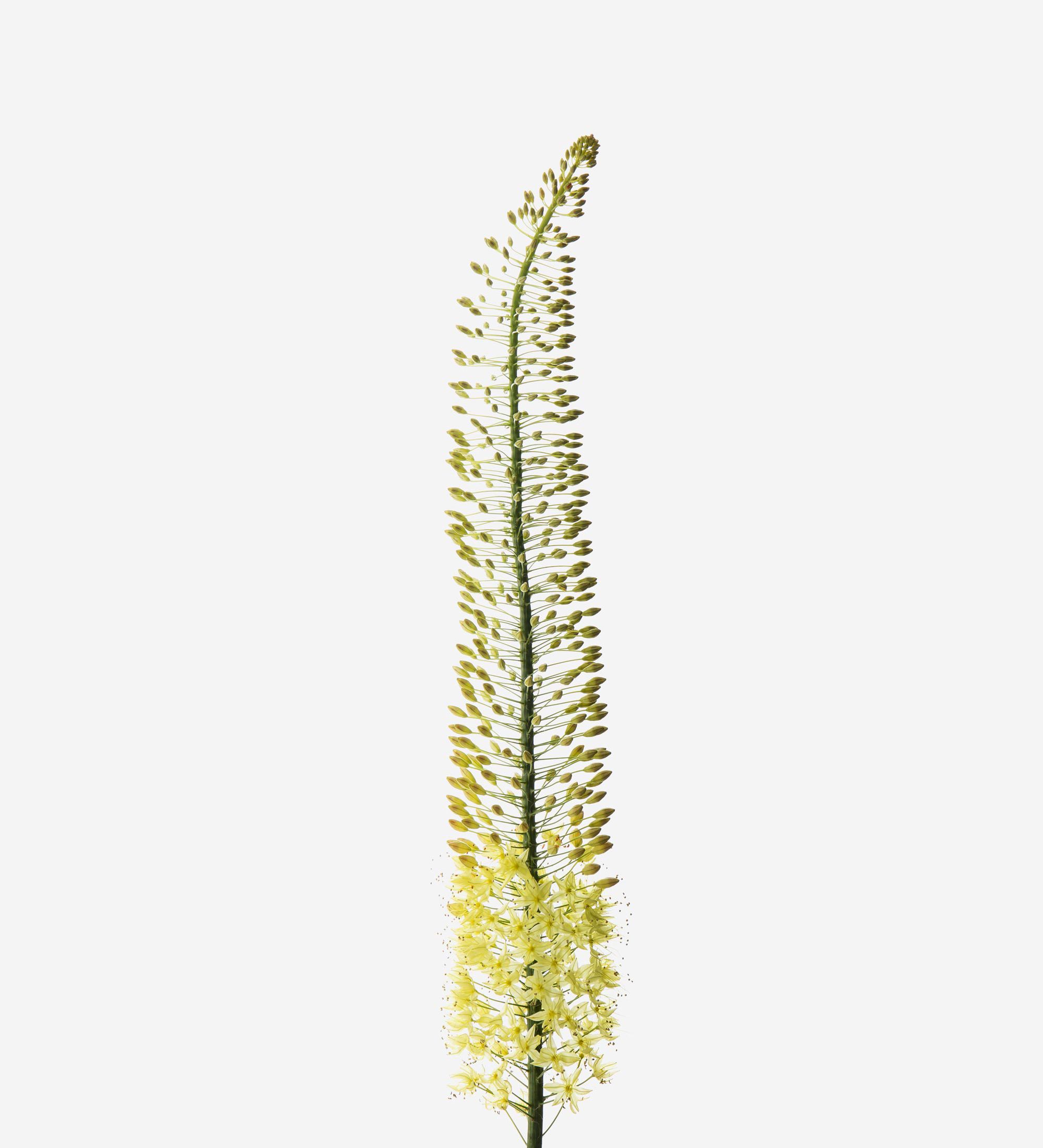 Cornfield Foxtail Lily