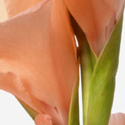 Peach Fizz Gladiolus