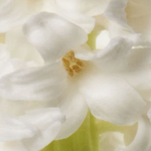 Cream Puff White Hyacinth 