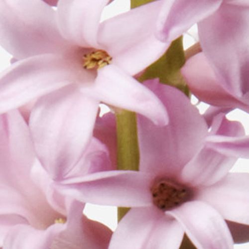 Mademoiselle Hyacinth 