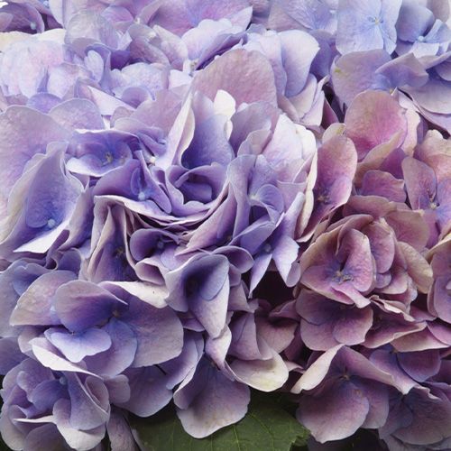 Lavender Blush Hydrangea 