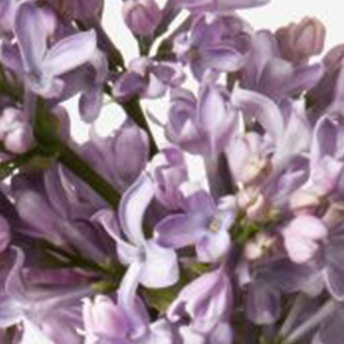 Lilac Lilac 