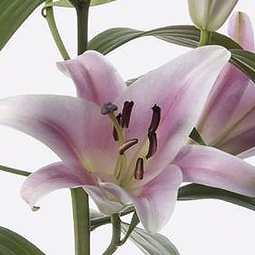 First Blush Long-Stem Deluxe Lily 