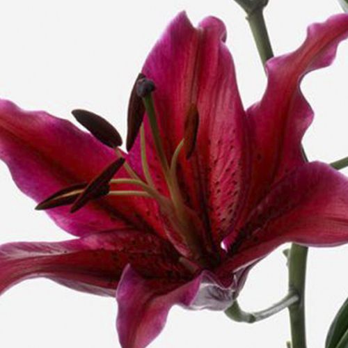 Mambo Red Long-Stem Deluxe Lily 
