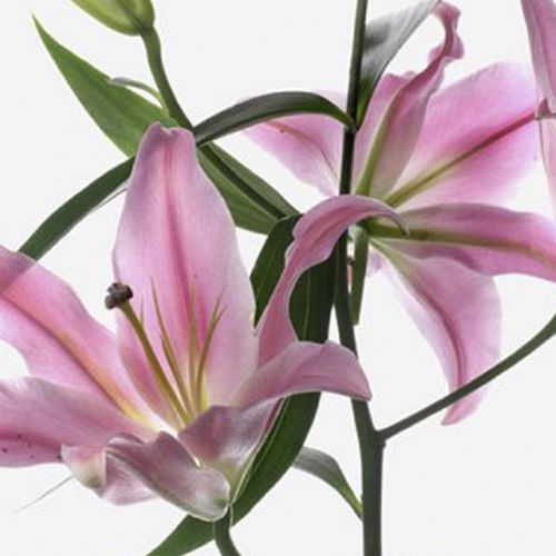 Sorbonne Pink Long-Stem Deluxe Lily 