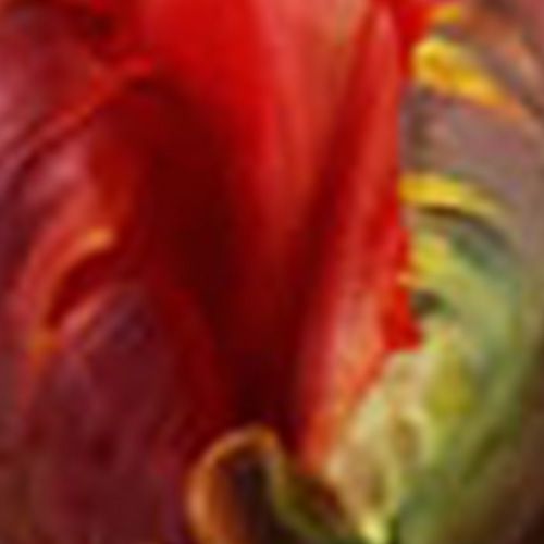 Rococo Parrot Tulip 