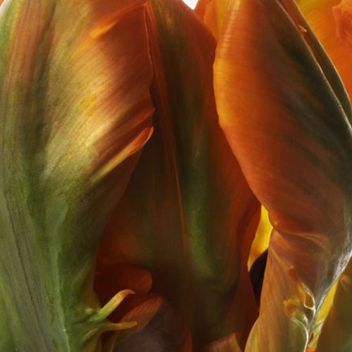 Saffron Parrot Tulip 