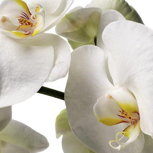 Snow White Phalaenopsis Cut Orchid