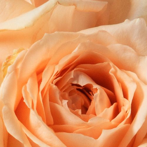 Peach Avalanche Rose 