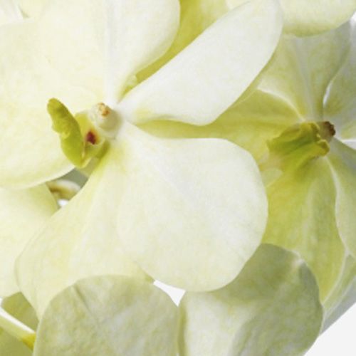 Alabaster Vanda Cut Orchid