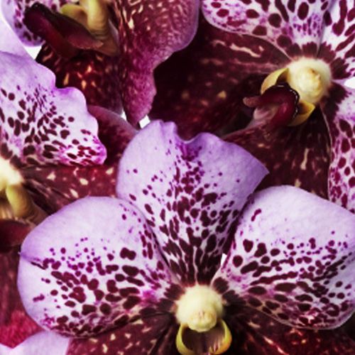 Magic Pink Vanda Cut Orchid