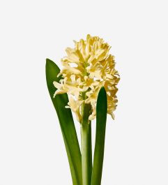 Lemon Fizz Hyacinth|Flowers |FLOWERBX US