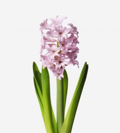 Mademoiselle Hyacinth | Pink Hyacinth Bouquet | FLOWERBX