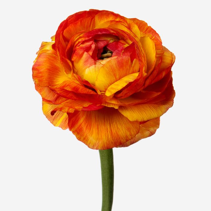 Indian Summer Italian Ranunculus Ranunculus Luxury Flower Delivery Nyc Flowerbx Us