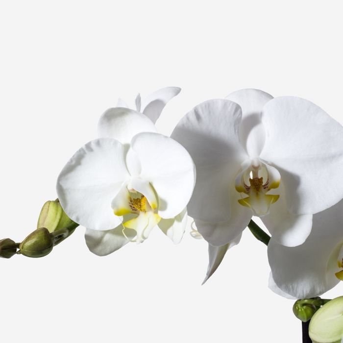 Electric White Orchid Plant Potted Orchid Plant Plant Delivery Nyc Flowerbx Us