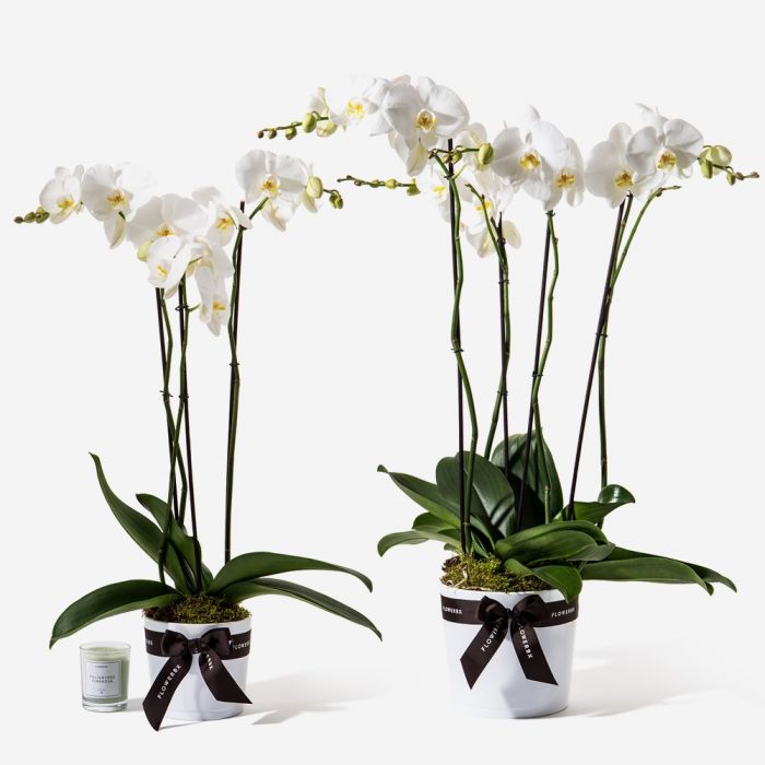 Electric White Orchid Plant Plants Flowerbx