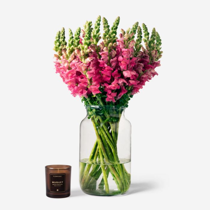 Vase Set Cotton Candy Snapdragon Vase Set Luxury Flower Delivery Flowerbx Us