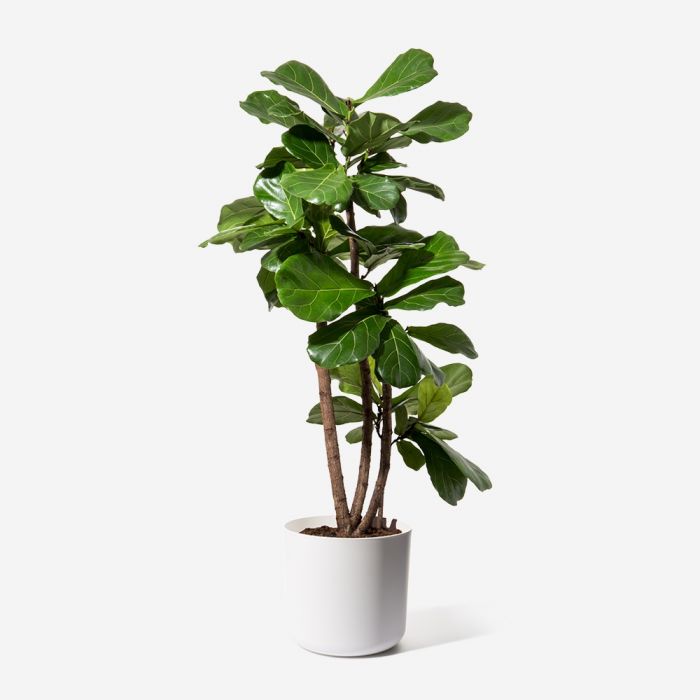 Fiddle Leaf Fig Tall Indoor Plant Delivery Nyc Flowerbx Us