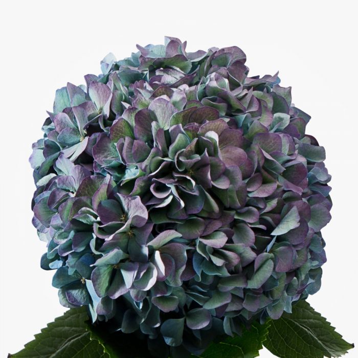 Sage Blush Hydrangea 