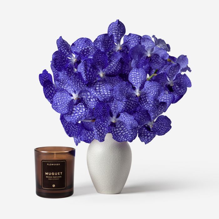 Deft Blue Vanda Cut Orchid in Petit Mayfair Blanc
