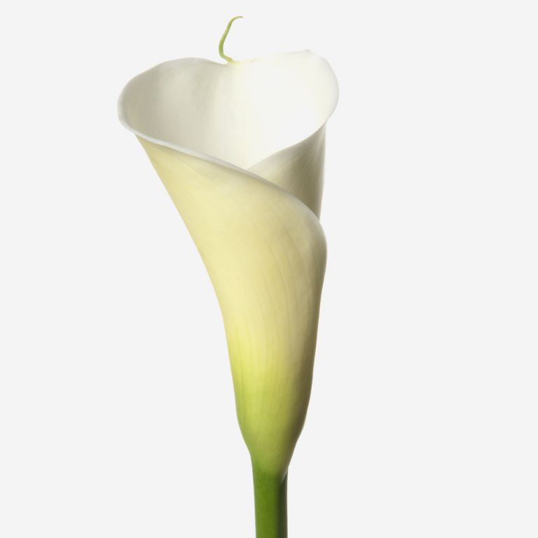 Modern White Calla Lily 