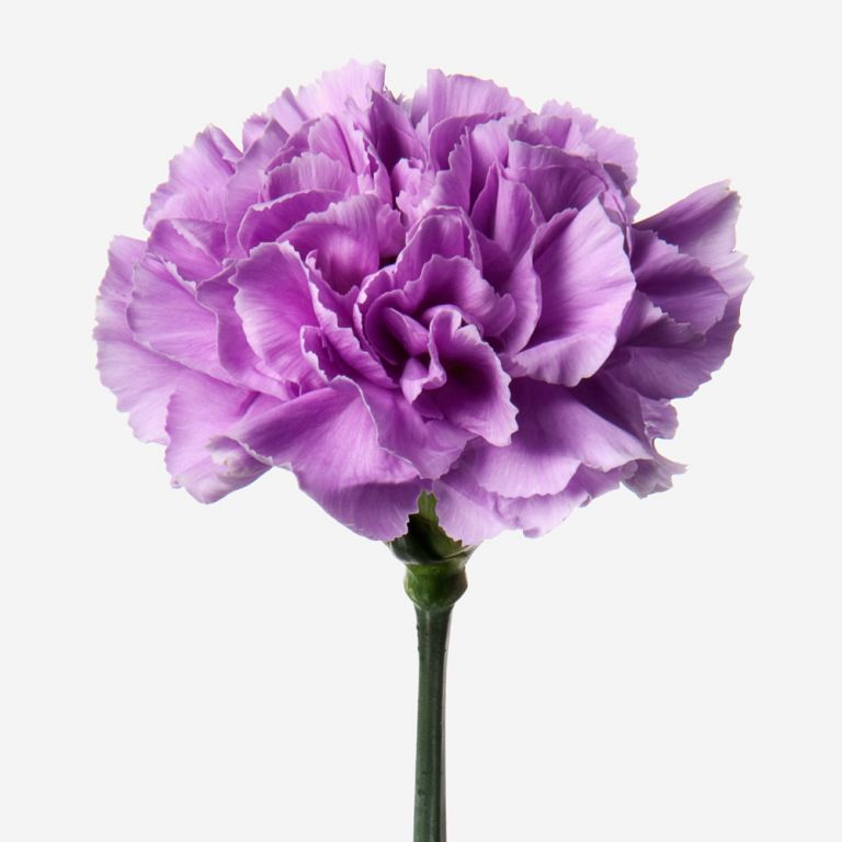 Violet Carnation 