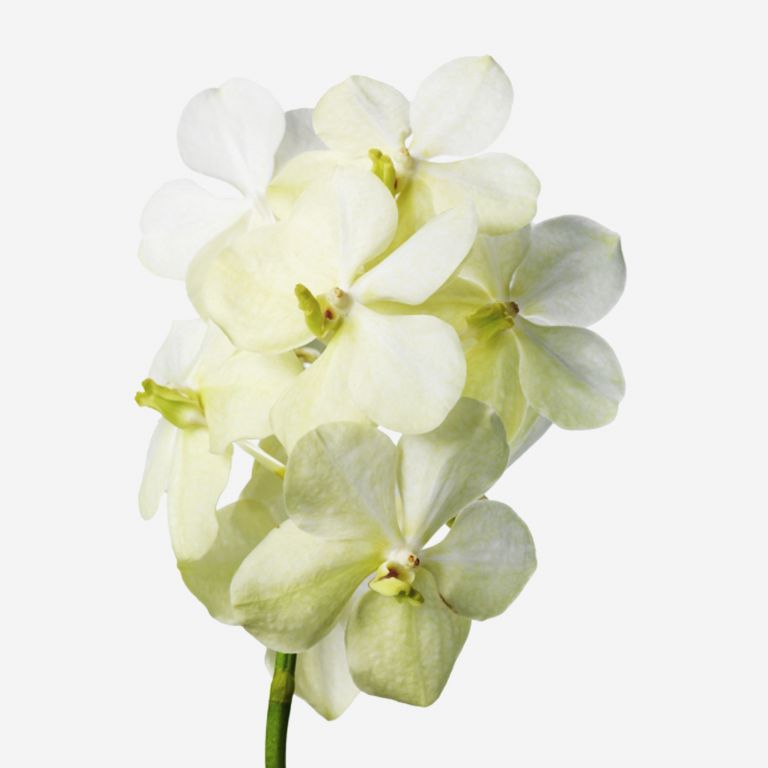 Alabaster Vanda Cut Orchid 