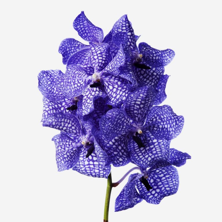 Deft Blue Vanda Cut Orchid 