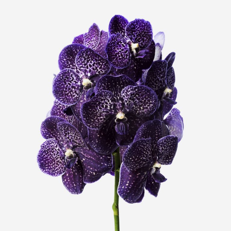 Starry Night Vanda Cut Orchid