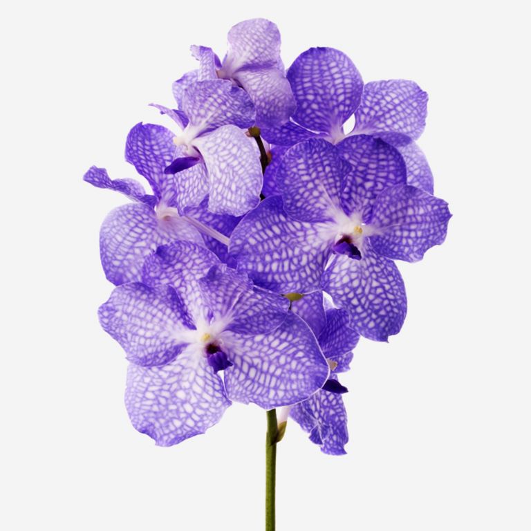Amethyst Vanda Cut Orchid 