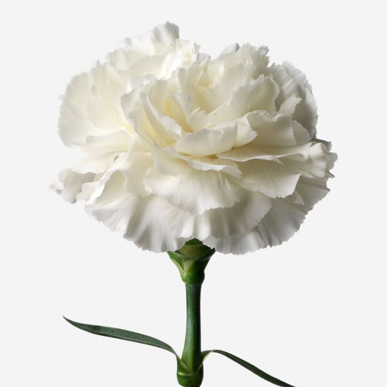 white carnations